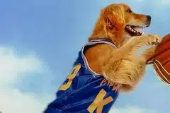 
                                        Air Bud (Foto: Divulgação)