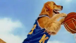 Air Bud (Foto: Divulgação)