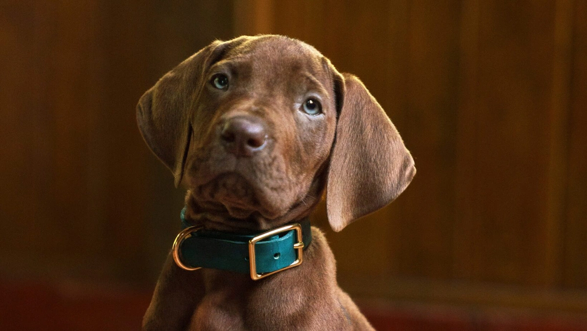 Scooby-Doo: A Origem