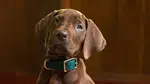 Scooby-Doo: A Origem (Foto: Reprodução)
