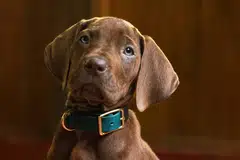 
                                        Scooby-Doo: A Origem (Foto: Reprodução)